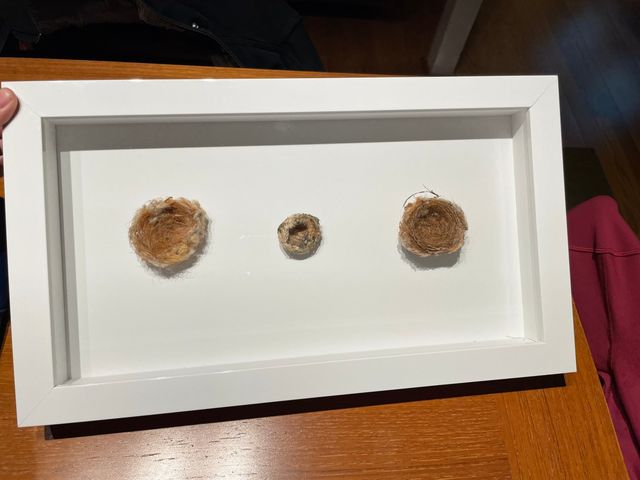 Three small bird nests mounted in a row inside a deep white shadow box